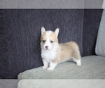 Small Photo #4 Pembroke Welsh Corgi Puppy For Sale in CHICAGO, IL, USA