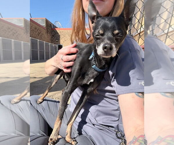 Medium Photo #8 Chihuahua-Unknown Mix Puppy For Sale in Wheaton, IL, USA