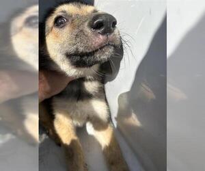German Shepherd Dog Dogs for adoption in Houston, TX, USA