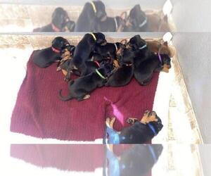 Doberman Pinscher-Rottweiler-American Pit Bull Terrier Mix Dog for Adoption in KANSAS CITY, Kansas USA