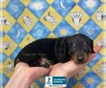 Small #3 Dachshund