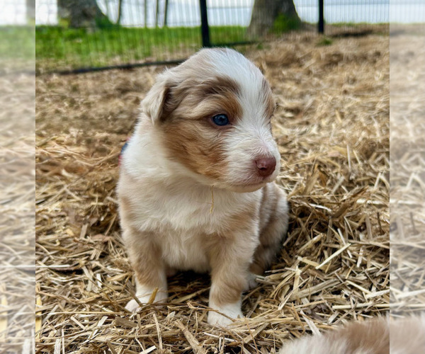Medium Photo #29 Australian Shepherd Puppy For Sale in SMITHS GROVE, KY, USA