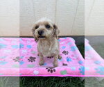 Small #5 Poodle (Miniature)