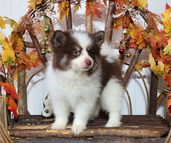 Medium Photo #3 Pomsky Puppy For Sale in RAMONA, CA, USA