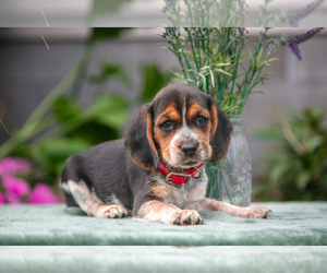 Beagle Litter for sale in MILLERSBURG, OH, USA