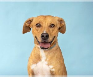 Retriever -Unknown Mix Dogs for adoption in Pasadena, CA, USA