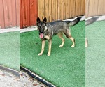 Small #10 German Shepherd Dog