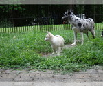 Small Photo #1 Pomsky Puppy For Sale in NORTHBOROUGH, MA, USA