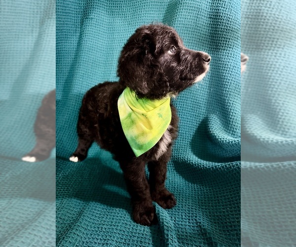 Medium Photo #15 Labradoodle-Miniature Australian Shepherd Mix Puppy For Sale in MANSFIELD, TX, USA
