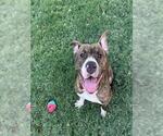 Small Photo #4 Bulldog-Unknown Mix Puppy For Sale in Plano, TX, USA