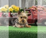 Small #2 Yorkshire Terrier