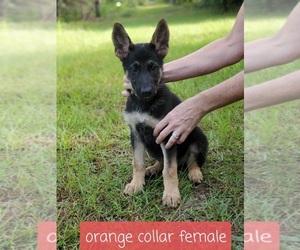 German Shepherd Dog Puppy for sale in CRESTVIEW, FL, USA