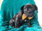 Small Photo #1 English Bulldog-French Bulldog Mix Puppy For Sale in QUARRYVILLE, PA, USA