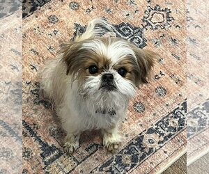 Shih Tzu-Unknown Mix Dogs for adoption in Clarkston, MI, USA
