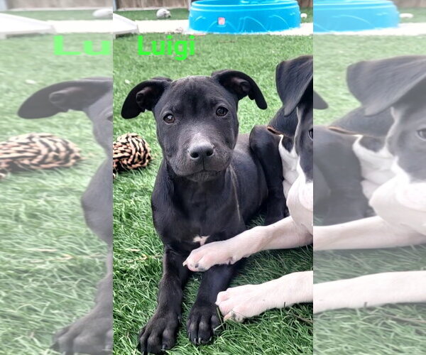 Medium Photo #5 Australian Shepherd-Unknown Mix Puppy For Sale in Des Moines, IA, USA