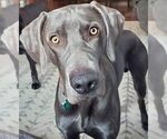 Small Photo #4 Weimaraner Puppy For Sale in LAONA, WI, USA
