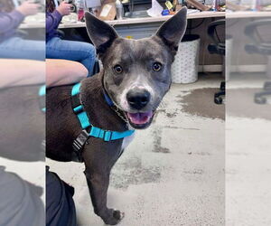 Mutt Dogs for adoption in Stockton, CA, USA