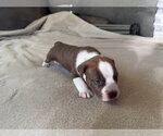 Small American Staffordshire Terrier Mix