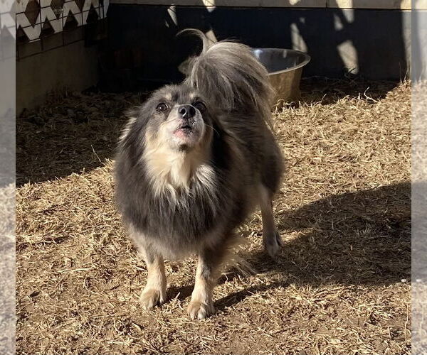 Medium Photo #3 Pomeranian Puppy For Sale in Pacolet, SC, USA