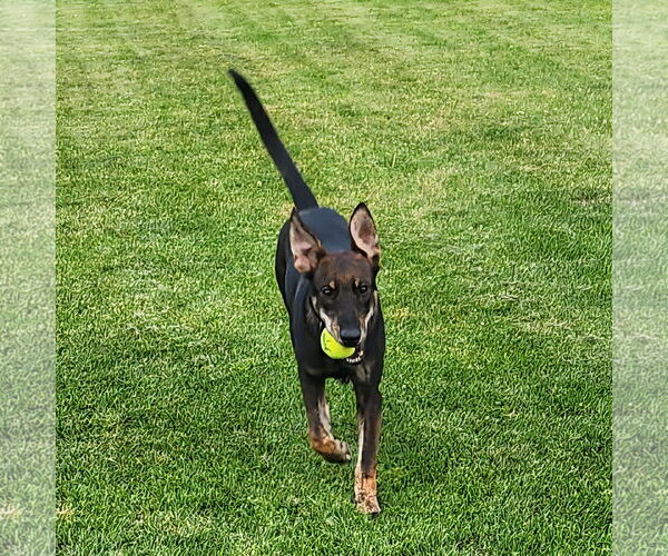 Medium Photo #9 Mutt Puppy For Sale in Fargo, ND, USA