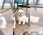 Small #12 Shih Tzu