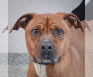 Unknown-Vizsla Mix Dogs for adoption in Huntley, IL, USA