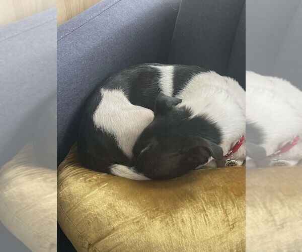 Medium Photo #2 Mutt Puppy For Sale in Candler, NC, USA