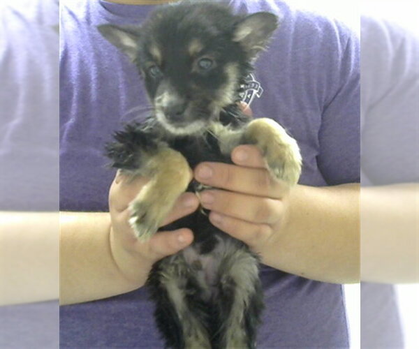 Medium Photo #1 German Shepherd Dog Puppy For Sale in Pasadena, TX, USA