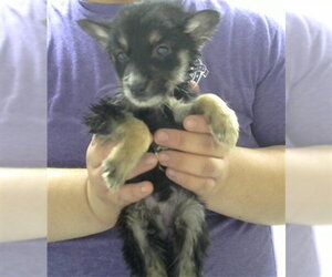 German Shepherd Dog Dogs for adoption in Pasadena, TX, USA