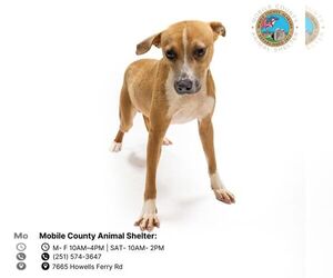 Labrador Retriever-Unknown Mix Dogs for adoption in Mobile, AL, USA