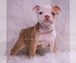 Small #3 English Bulldog
