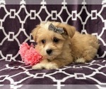Small Photo #13 Maltipoo Puppy For Sale in LAKELAND, FL, USA
