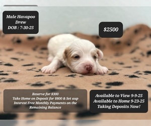 Poovanese Puppy for sale in TUCSON, AZ, USA