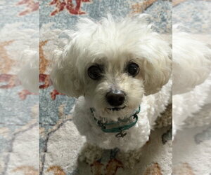 Poodle (Miniature) Dogs for adoption in Cuyahoga Falls , OH, USA