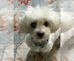 Small Poodle (Miniature)