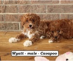 Small #2 Cavapoo