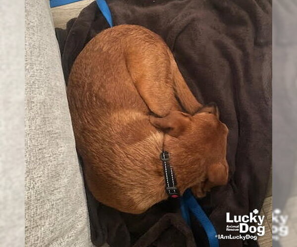 Medium Photo #6 Australian Shepherd-Unknown Mix Puppy For Sale in Washington, DC, USA