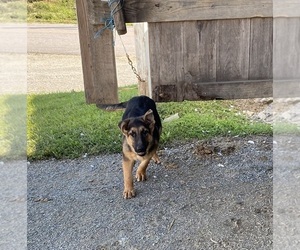 German Shepherd Dog Puppy for sale in LANCASTER, PA, USA