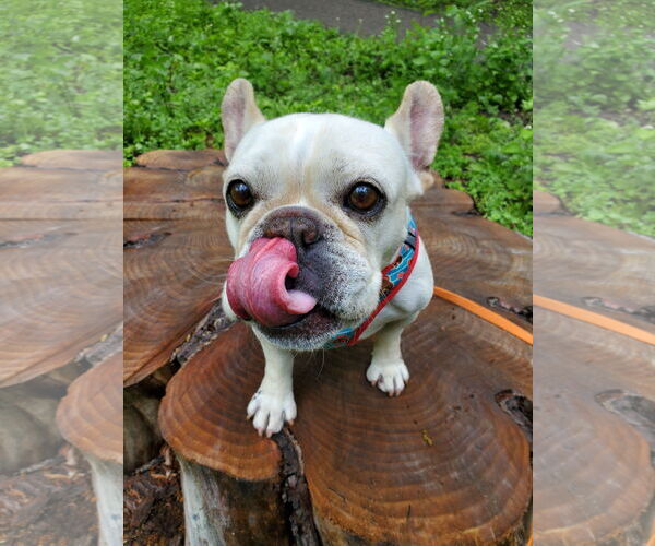 Medium Photo #11 French Bulldog Puppy For Sale in St. Louis Park, MN, USA