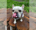 Small #10 French Bulldog