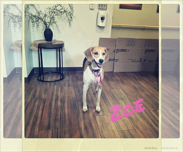 Medium Photo #5 American Foxhound-Beagle Mix Puppy For Sale in Crystal, MN, USA
