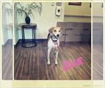 Small #4 American Foxhound-Beagle Mix