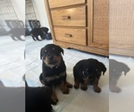 Small #1 Rottweiler
