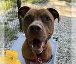 Small #1 American Pit Bull Terrier Mix