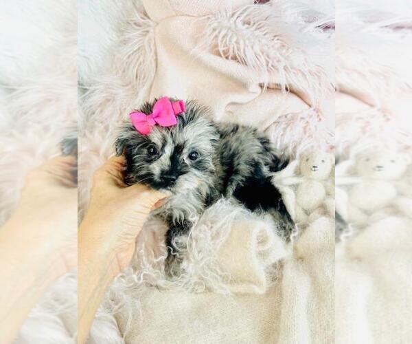 Medium Photo #5 Pomapoo (Toy) Puppy For Sale in MIAMI, FL, USA