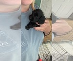 Small Photo #7 Dachshund Puppy For Sale in DUNN, NC, USA