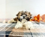 Small #3 Shih Tzu