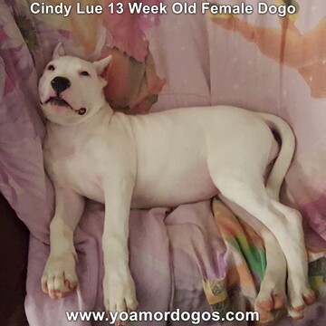 Medium Photo #194 Dogo Argentino Puppy For Sale in PINEVILLE, MO, USA