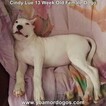 Small Photo #194 Dogo Argentino Puppy For Sale in PINEVILLE, MO, USA
