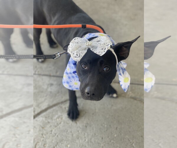 Medium Photo #3 Labrador Retriever-Unknown Mix Puppy For Sale in Mount Laurel, NJ, USA